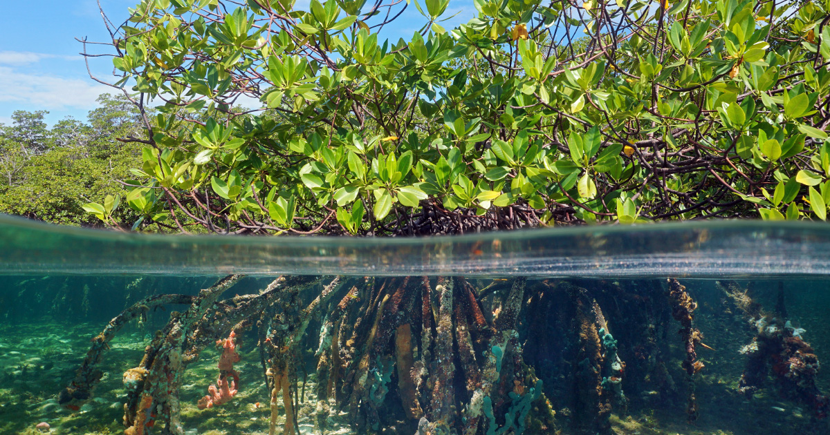 La protection des mangroves, un lment cl de la lutte contre le drglement climatique 