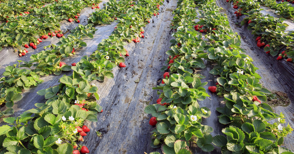 Produits locaux, de saison: le Covid-19, acclrateur de transition du secteur agroalimentaire?