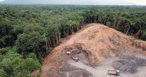 Dforestation importe: une stratgie europenne  redfinir