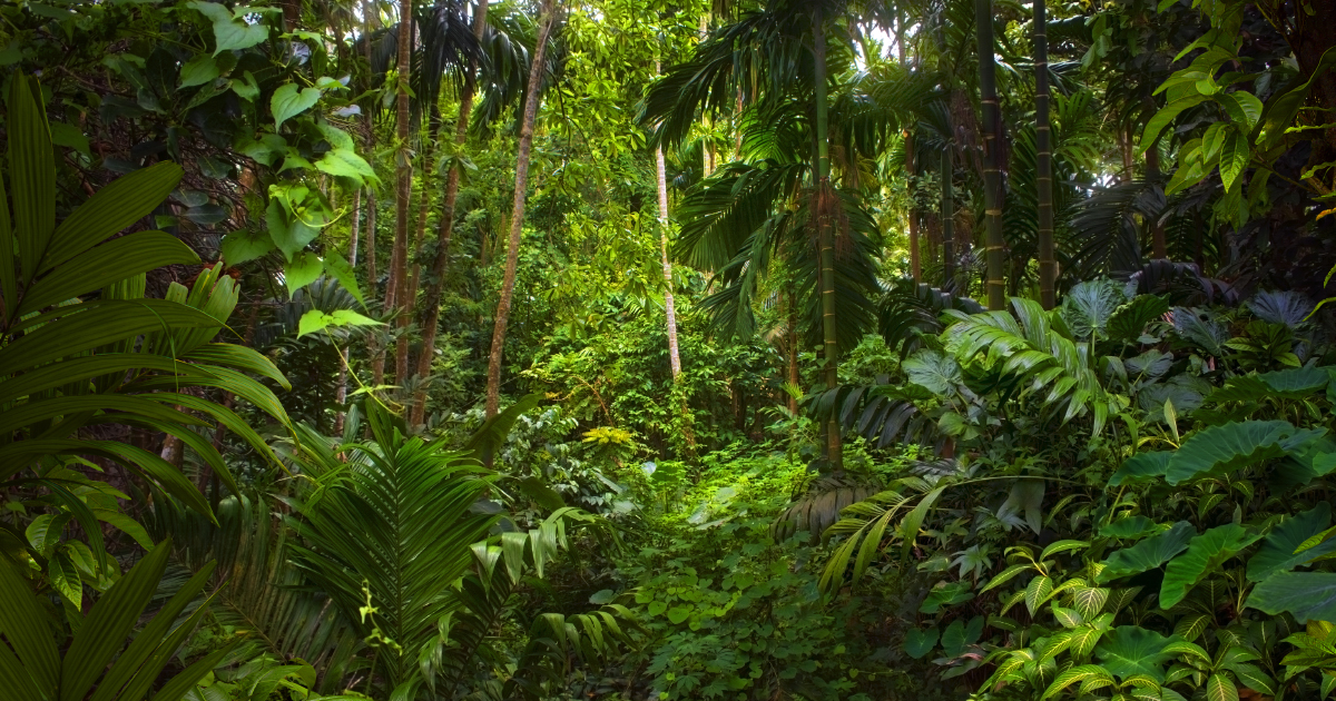 Dforestation: les forts primaires parmi les plus menaces