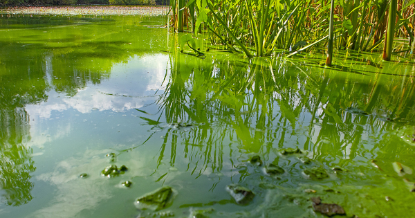 Gestion du risque cyanobactries: l'Anses propose des outils pour la baignade et l'eau potable