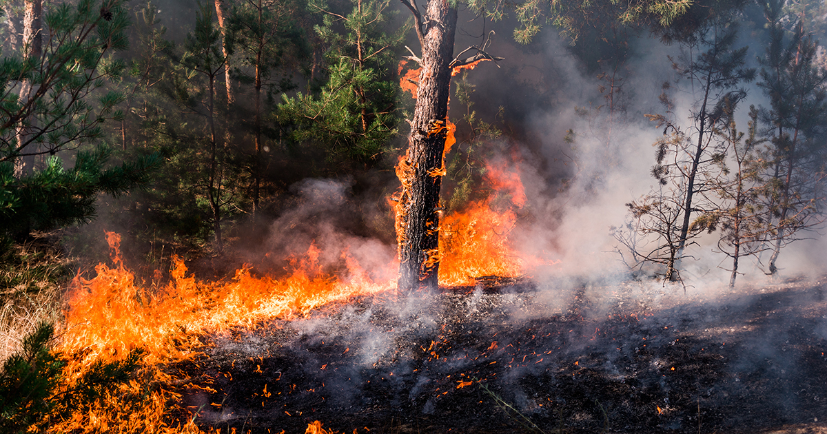 Les sites Natura 2000 particulirement touchs par les feux de forts en Europe