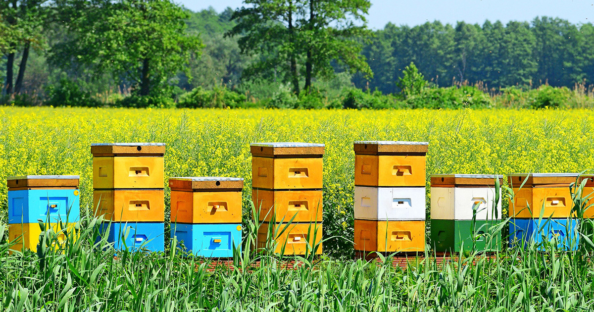 Un plan en faveur des pollinisateurs pour faire oublier les nonicotinodes