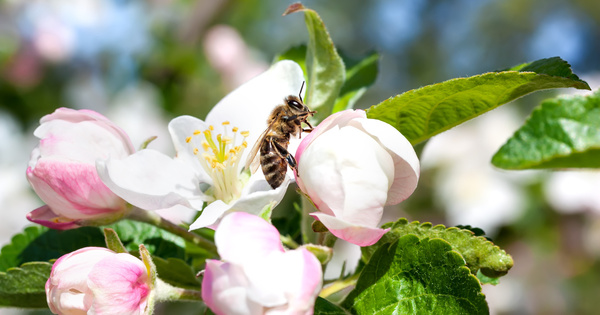 Les apiculteurs et les arboriculteurs dnoncent la rvision de l'arrt abeilles 