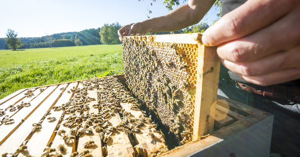 Lancement de la consultation sur le prochain arrt abeilles 