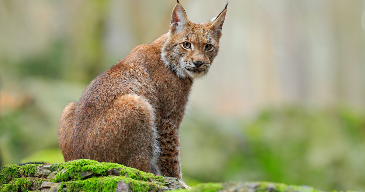 Lynx: un plan d'action pour protger une espce emblmatique en danger