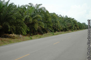 Les impacts environnementaux de l'huile de palme  l'tude