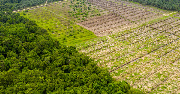 La Commission europenne s'attaque  la dforestation importe