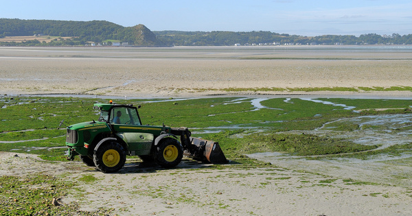 Face aux algues vertes en Bretagne, les mesures s'empilent sans enrayer le phnomne