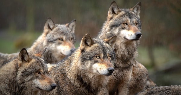 Avec plus de 900 loups, les organisations agricoles rclament des tirs de dfense supplmentaires