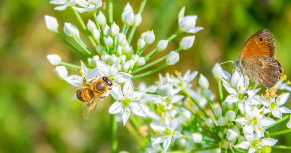 Pacte en faveur des pollinisateurs: la Commission attendue au tournant sur les pesticides