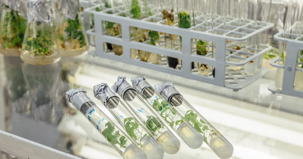 La mutagnse alatoire in vitro ne dpend pas de la rglementation sur les OGM, tranche la CJUE