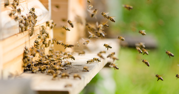Tests de toxicit des pesticides sur les abeilles: le protocole rvis est publi
