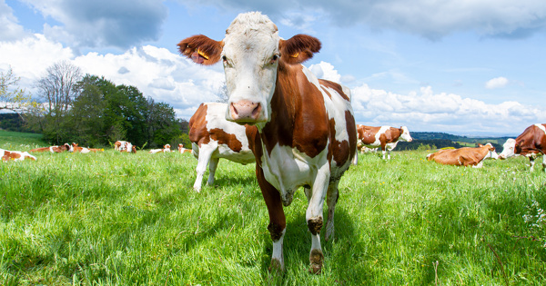 Trop de vaches en France: la Cour des comptes remet en cause le soutien  l'levage bovin 