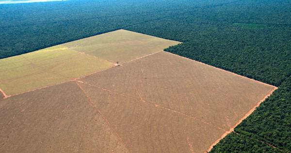 Dforestation importe: la nouvelle lgislation europenne entre en vigueur