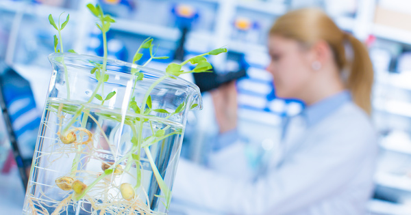 Nouveaux OGM: la Commission europenne choisit un encadrement diffrenci selon les modifications obtenues
