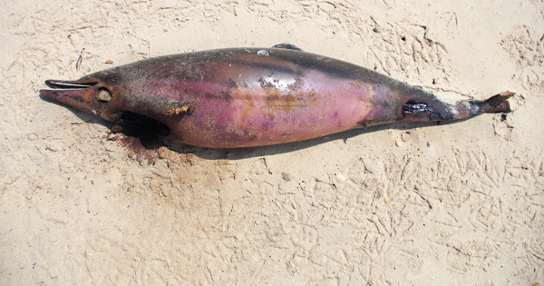 Captures accidentelles de dauphins: le secrtaire d'tat  la Mer publie un arrt trs controvers