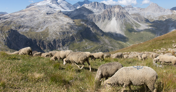 Dans les Alpes, l'agropastoralisme serait le premier marqueur de l'Anthropocne
