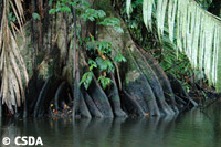 La FAO constate la disparition inquitante des mangroves