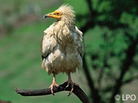 Un plan international de sauvegarde du vautour percnoptre sera mis en uvre fin 2008