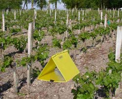 Des viticulteurs bordelais russissent  rduire de plus de 60% l'utilisation de pesticides