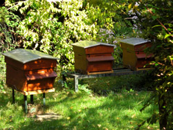 Le rapport Saddier prend le dclin des abeilles au srieux