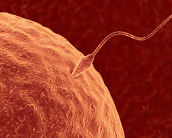Baisse de la fertilit humaine : les perturbateurs endocriniens dans la ligne de mire