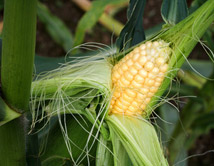 OGM : effervescence autour du bien fond de la clause de sauvegarde franaise