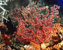 Plus de la moiti des rcifs coralliens menacs de disparition