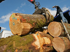 Nicolas Sarkozy annonce plusieurs mesures pour dvelopper la filire bois