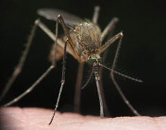 Lutte contre les insectes vecteurs de maladies : un enjeu de sant publique
