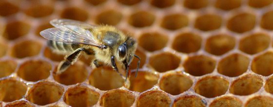 L'apiculture franaise s'organise pour mieux dfendre ses intrts