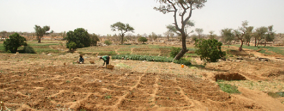 Afrique : l'urgence agricole