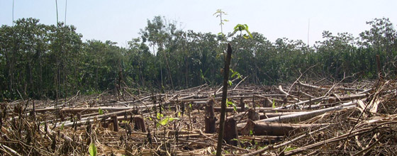 Deux confrences pour donner un nouveau souffle  la lutte contre la dforestation