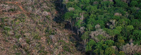 La dforestation  a recul au cours des dix dernires annes