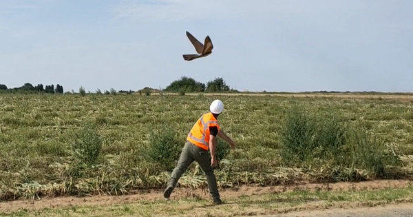 Un oiseau drone pour tester les systmes de dtection des oliennes