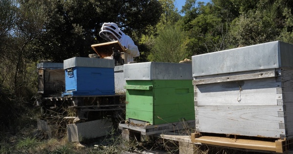 Production de miel: J'ai un rendement divis par quatre par rapport  2021