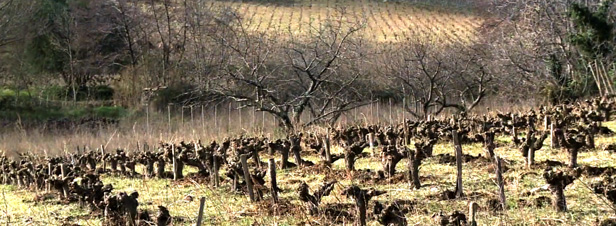 L'agroforesterie appliquée à la viticulture, ça marche !