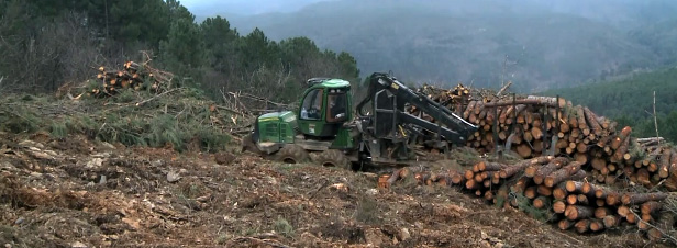 Centrale biomasse : la forêt française en danger ?