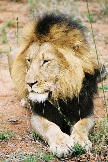 Photo Lion mle d'Afrique du Sud