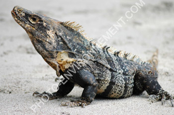 Photo Iguane mle (iguana iguana)