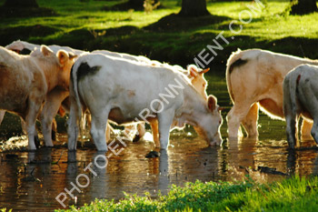 Photo Vaches en semi-libert