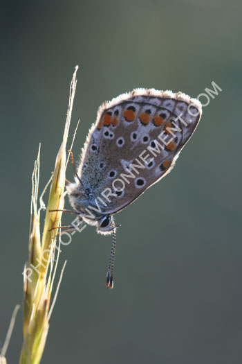 Photo Papillon Azur de la bugrane (Polyommatus icarus)