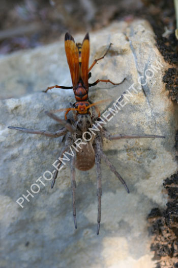 Photo Pompile (Cryptocheilus comparatus) et araigne