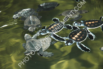 Photo Jeunes tortues aquatiques