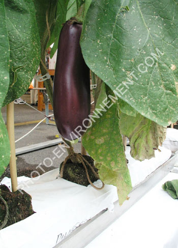 Photo Plants d'aubergine