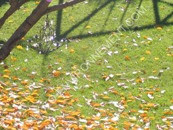 Photo Tapis de feuilles mortes
