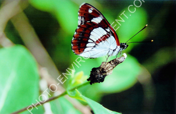 Photo Papillon sur L'ile de Mayotte