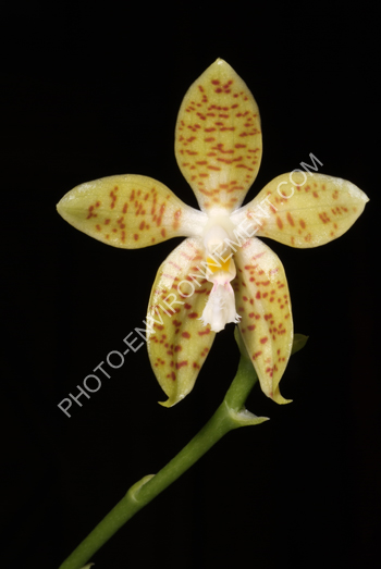 Photo Phalaenopsis pallens (Orchide)