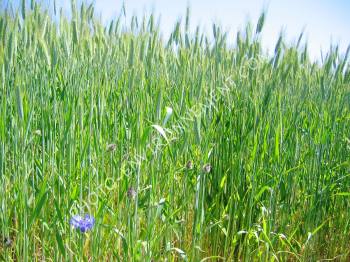 Photo Bleuets dans un champ de bl